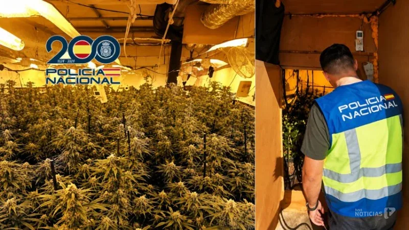 Operación policial contra el cultivo de marihuana en un cuarto de aperos de Sanlúcar