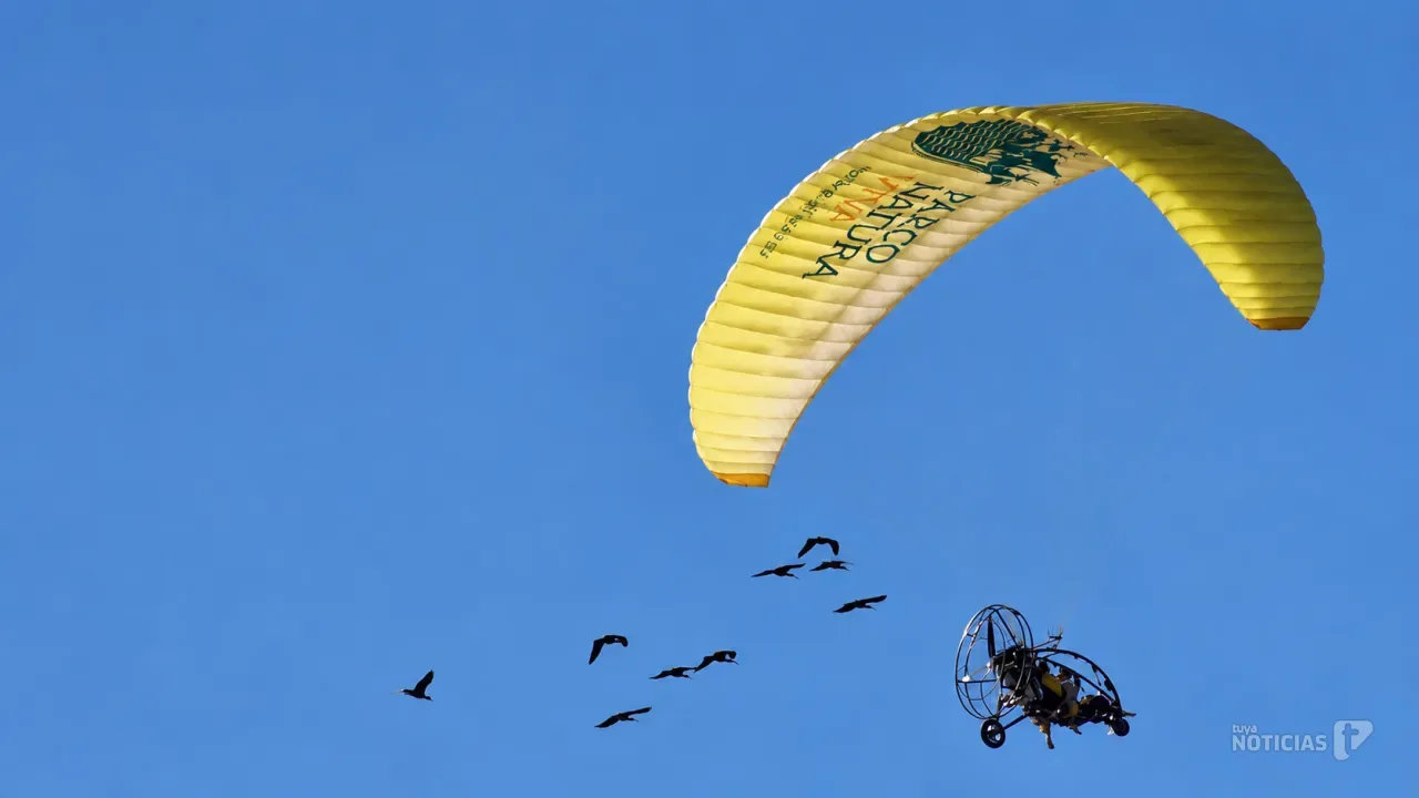 Los ibis que vuelan hasta Cádiz siguiendo un paramotor: la increíble migración que pasa por La Janda
