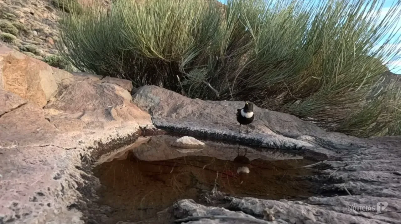La ley del más fuerte también se impone en el agua según la UCA
