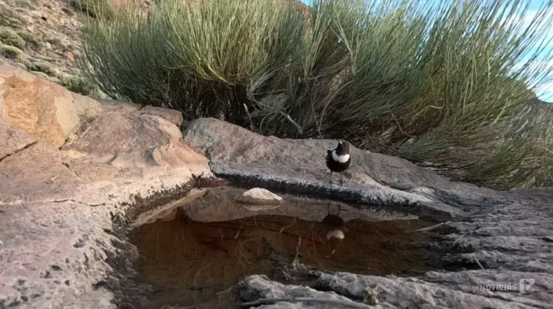 La ley del más fuerte también se impone en el agua según la UCA