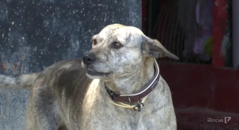 Barbate oferta un curso gratuito de tenencia responsable canina