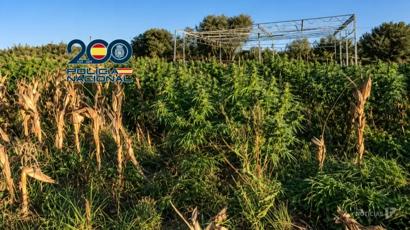 Desmantelada una plantación de marihuana con 686 kilos intervenidos