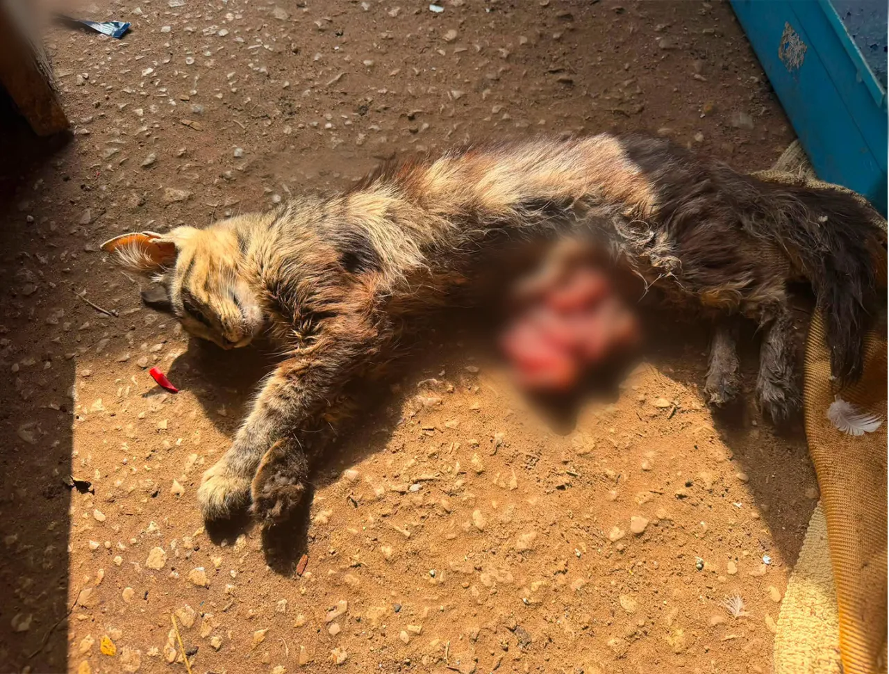 Huellas Callejeras Chiclana pone sobre la mesa un posible caso de maltrato animal