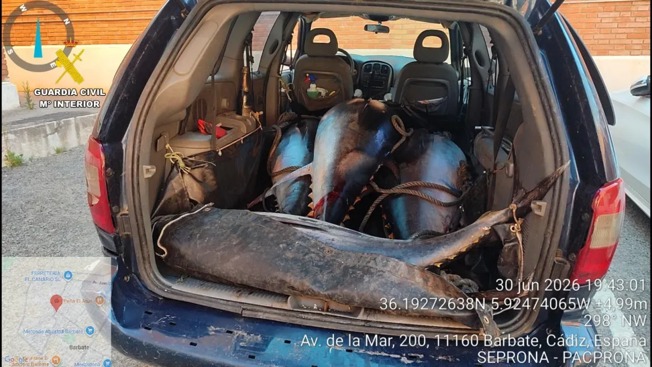 La Guardia Civil interviene 622 kilos de atún rojo ilegal en Barbate