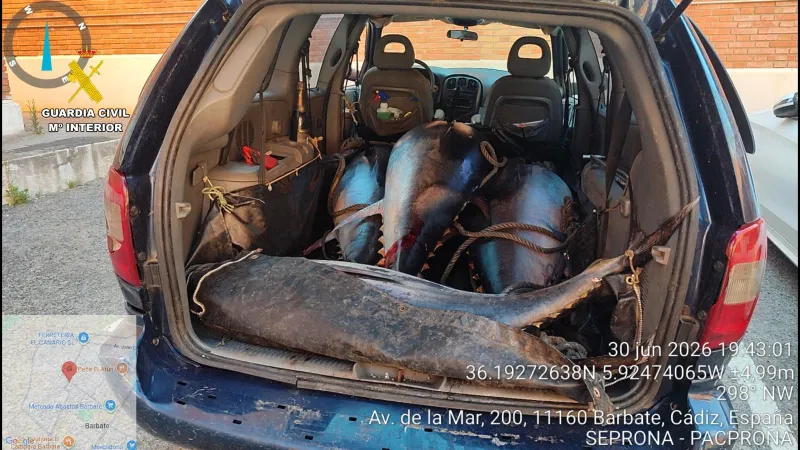 La Guardia Civil interviene 622 kilos de atún rojo ilegal en Barbate
