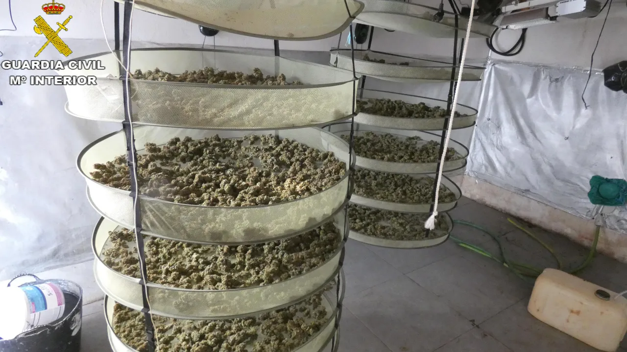 Desmantelada una plantación de marihuana en una vivienda de Jerez