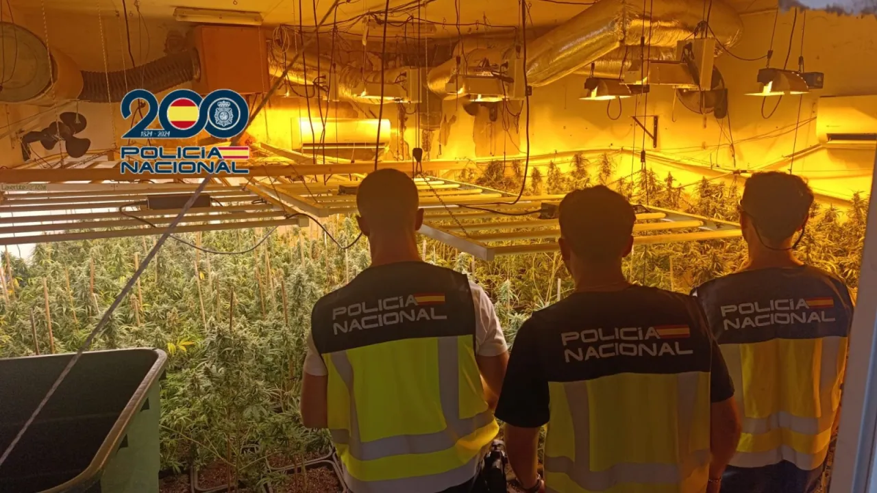 Desmantelada una plantación de marihuana con 245 plantas en Sanlúcar