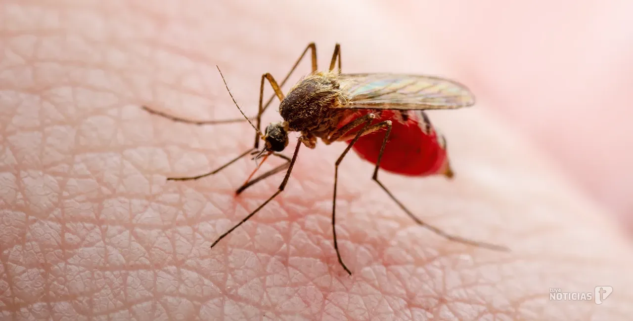 El virus del Nilo alcanza los 77 casos en Andalucía y pone el foco en la prevención en la provincia de Cádiz