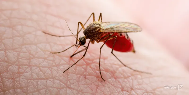 El virus del Nilo alcanza los 77 casos en Andalucía y pone el foco en la prevención en la provincia de Cádiz