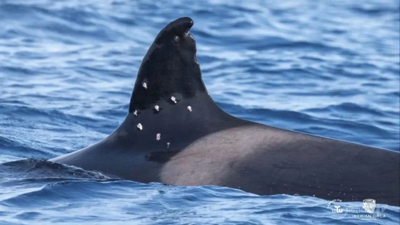 Barbate reafirma su compromiso con la protección de las orcas del Estrecho