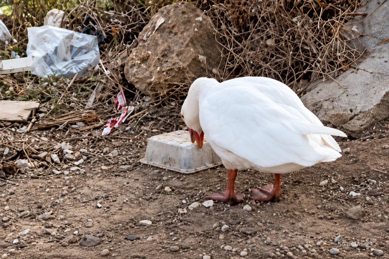Huellas Callejeras convoca una jornada de limpieza en el Río Iro de Chiclana