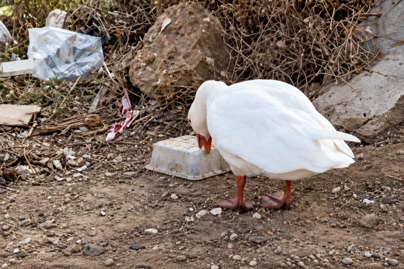 Huellas Callejeras convoca una jornada de limpieza en el Río Iro de Chiclana