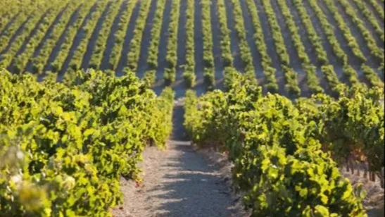 La satisfacción global del viaje, clave para fidelizar al turista del vino en Jerez