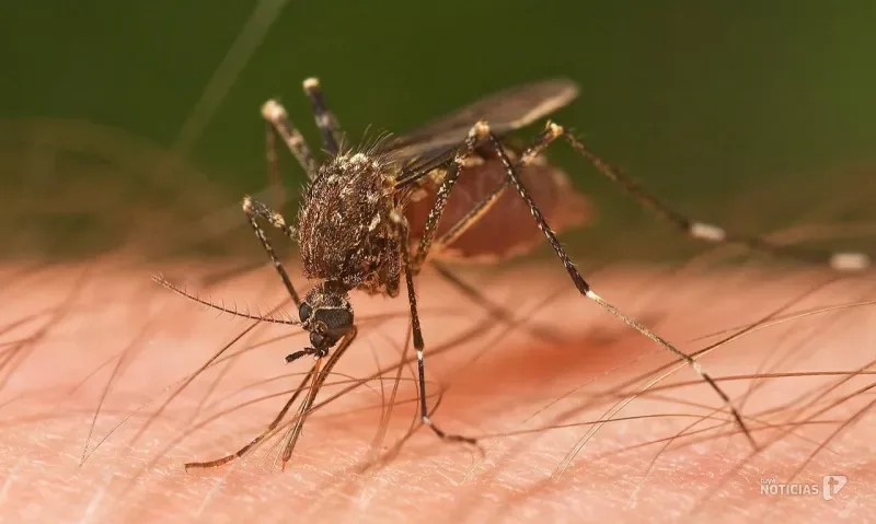 Barbate intensifica la prevención contra los mosquitos y pide la colaboración vecinal