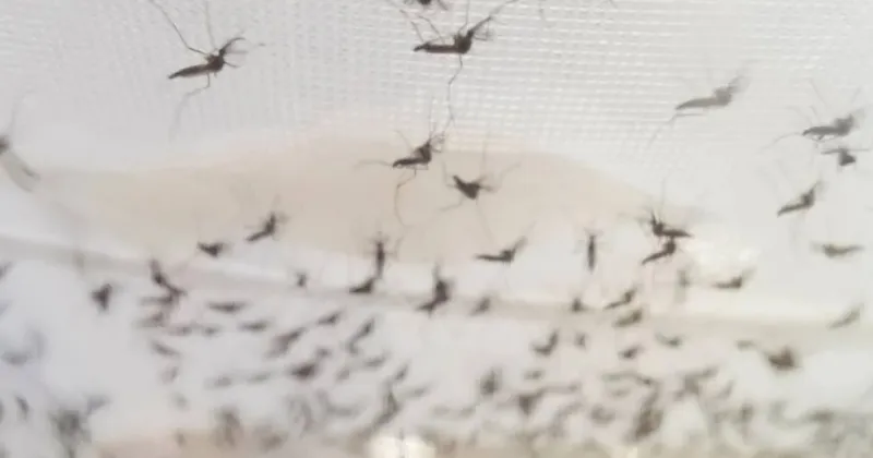 El PSOE reclama explicaciones por la plaga de mosquitos en Barbate
