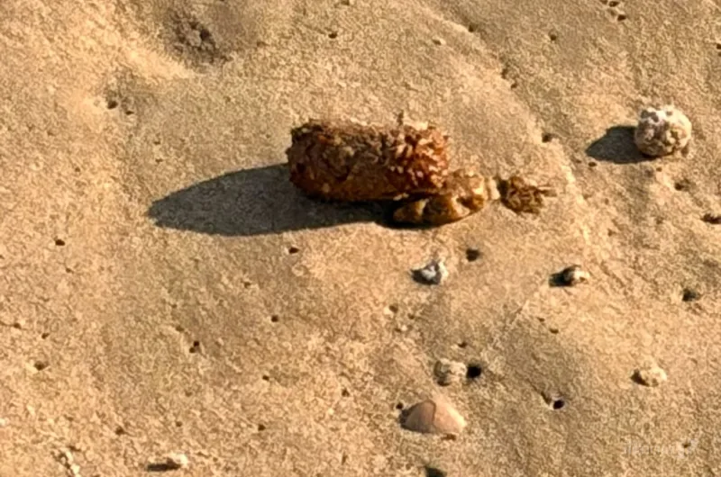 El PSOE exigirá investigar las causas del cierre de la playa del Carmen
