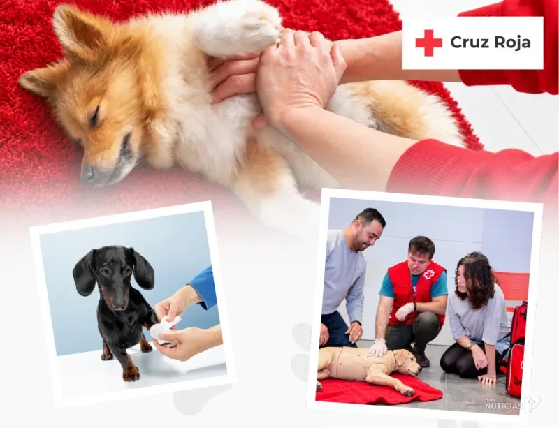 Aprende a salvar la vida de tu perro: el curso de primeros auxilios de Cruz Roja llega a Chiclana