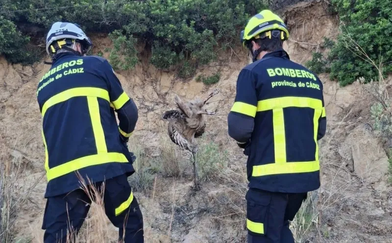 Final feliz para un búho rescatado por los bomberos en Medina Sidonia