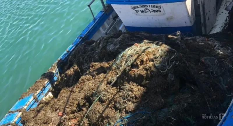 OPP72 se suma a un proyecto nacional para buscar soluciones al impacto del alga asiática