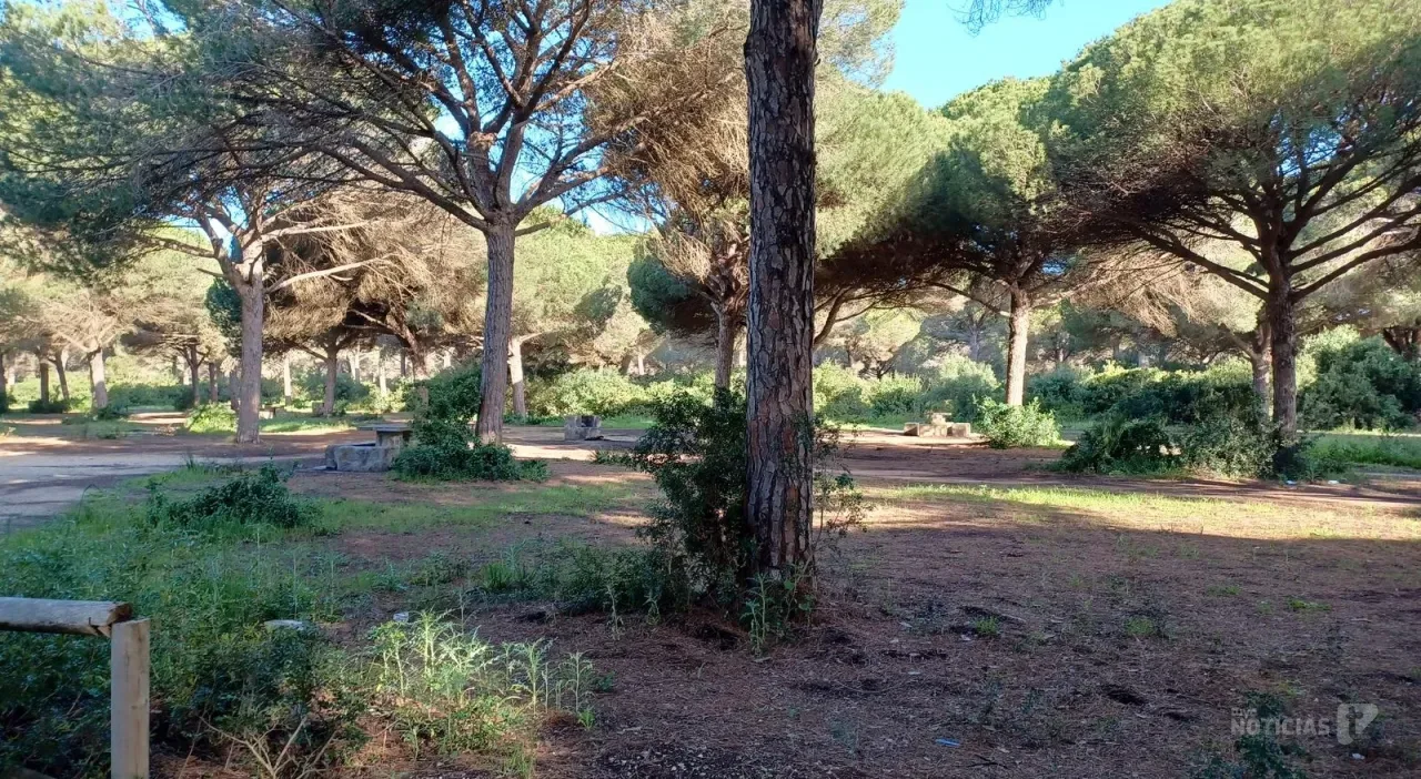 El Ayuntamiento de Conil retira cuatro pinos afectados por barrenillo en El Colorado
