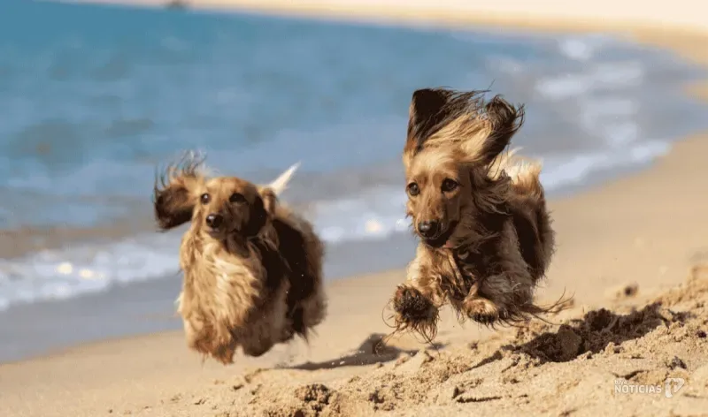 ¿Viajas con perro? La Janda tiene una oportunidad de oro para convertirse en el gran destino pet friendly del sur de España