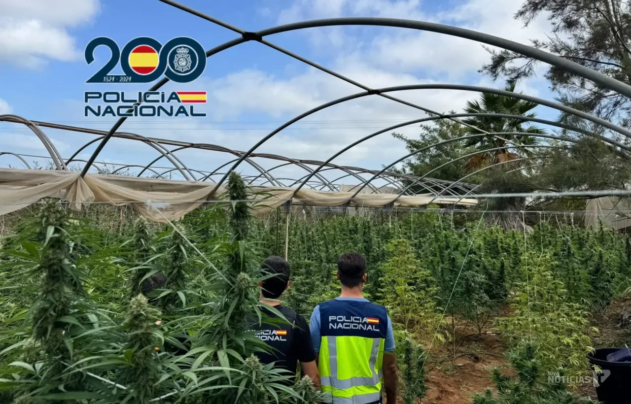 Operación «Barbero»: desmantelan una red de cultivo de marihuana con 1.300 kilos incautados en Sanlúcar y Chipiona