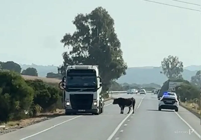 Un toro embiste vehículos en la carretera A-390 entre Chiclana y Medina-Sidonia
