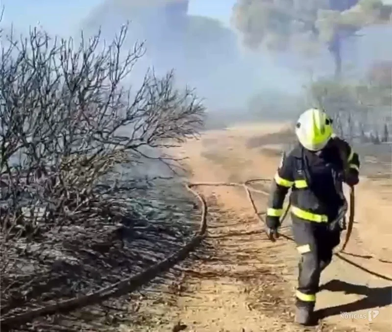 Controlado un incendio de vegetación en un pinar de Hozanejos