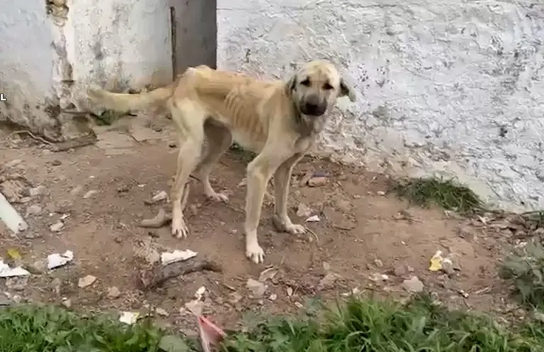 18 investigados por el maltrato de 75 perros en la sierra de Cádiz