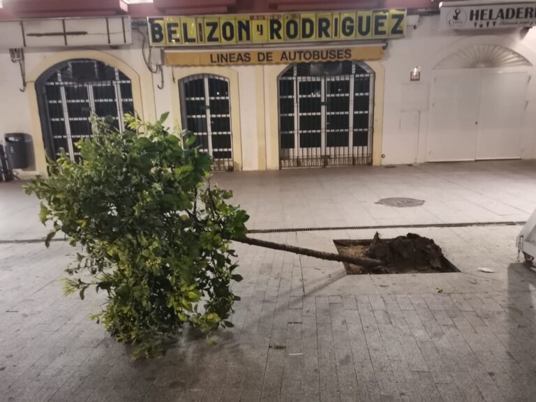 Arrancan y destrozan un árbol recién plantado en la Plaza de Andalucía de Chiclana