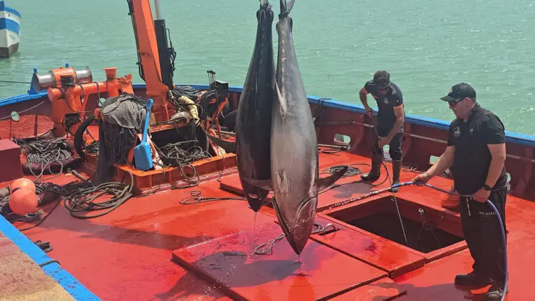 Barbate da la bienvenida a los primeros atunes de la temporada de almadraba