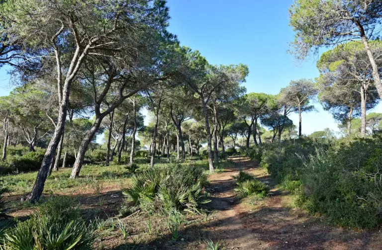Descubre por qué el Pinar de Hierro se llena de vida en Chiclana