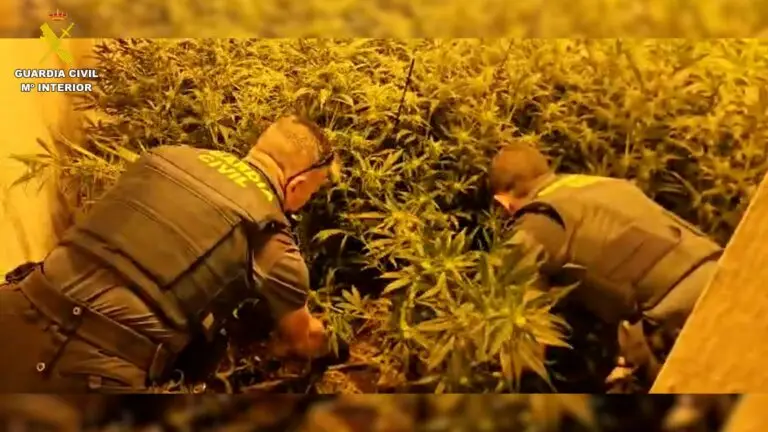 Cae un cultivo de marihuana oculto en una casa de Espera con 122 plantas