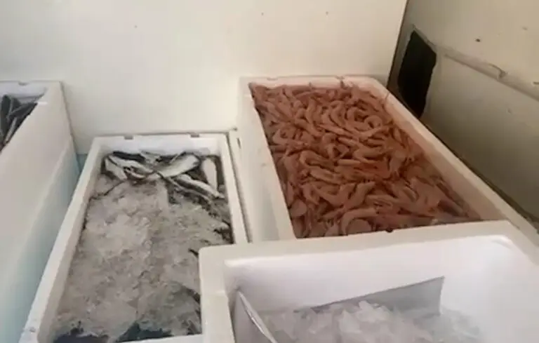 Intervenidos más de 31 kilos de pescado y marisco sin trazabilidad